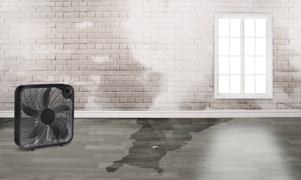Best Sewage cleanup and water damage restoration  in Scott, LA